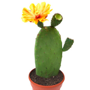 Nopal, opuntia ficus indica hybride fleurs orange.